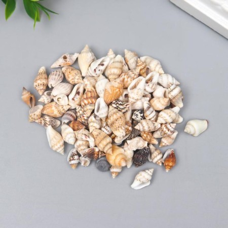 Decorative shells "Nassa" 100 g ± 5 g 0.6-1.2 cm-2
