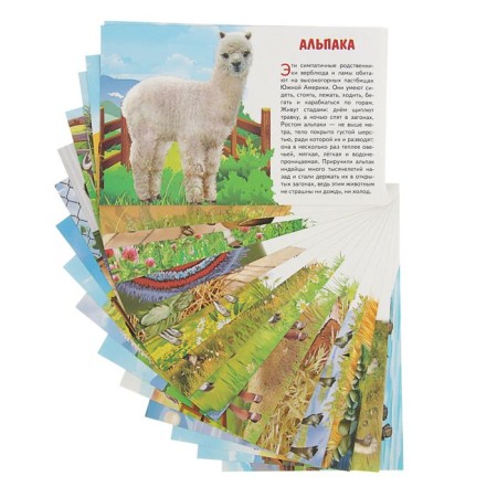Training cards "Pets"-1