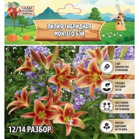 Lilia hybrid "Montego Bay", rr 14/16, 2 pcs, spring 2024