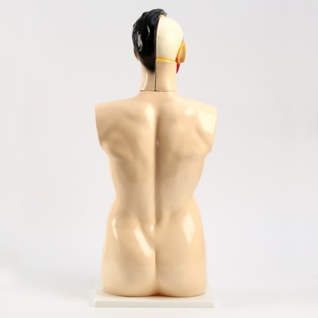 Model "Torsok" 80 cm-3