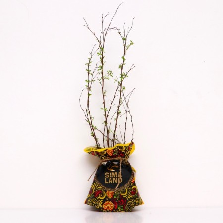 Sahenian Kuril Tea (cinquefoil) Limlight, P9 pot, summer 2024