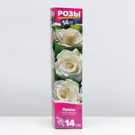Seedling rose tea-hybrid Irina, 1 pc, spring 2024