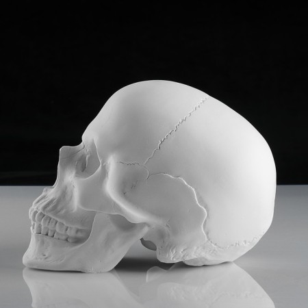 Anatomical gypsum figure: anatomical skull, 14.5 x 22 x 16.5 cm-3