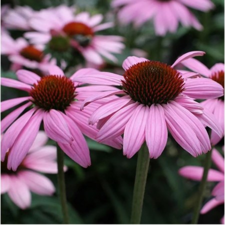 Echinacea Purple rifle spokes Dip Rose, I river, 1 pc, 50-60 h (cm), autumn 2024