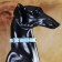 Collar "crown" with metal decor and rhinestones, 36 x 1.4 cm, Osh 24-31, blue