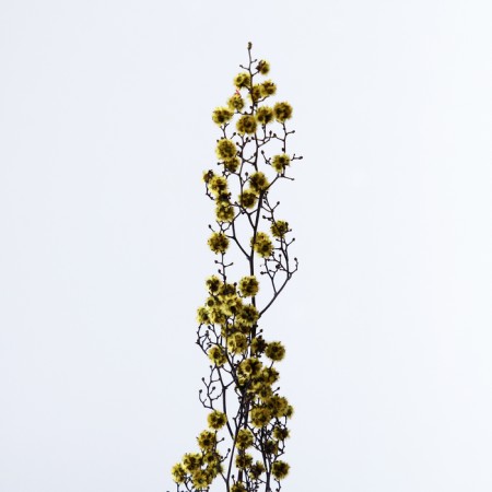 Dry flowers “Molchy Mile”, 25 g, length - 70 cm, yellow color-1