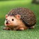 Garden figure "Hedgehog crawls" 19x10x9cm