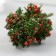 Artificial plant for creativity plastic "apple tree" 7 cm