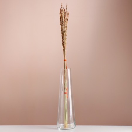 Set of dried flowers "Raigrace", banch 21 pcs, length 60 (+/- 6 cm), orange