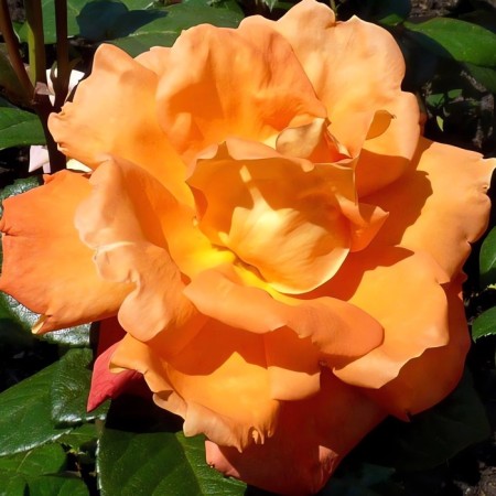 Seedling rose "Louis de Funes", tube, spring 2025