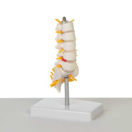 Lumbar of the spine "Lumbar" 18*12*8cm-2