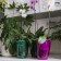 Pot for orchids, 2.5 l, 16.4 × 18.5 cm, plastic, transparent raspberry