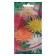 Georgin's flowers "cactus" House of seeds, mixture, o, 15 pcs
