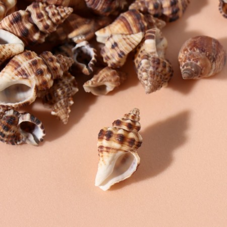 Natural decorative shells "Zebra" set 100 grams-1