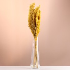 Set of dried flowers 