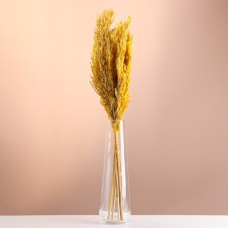 Set of dried flowers "reed", banch length 65 (+/- 6 cm), yellow