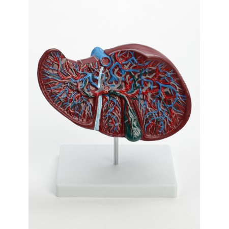 Matcage "liver in context"