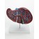 Matcage "liver in context"