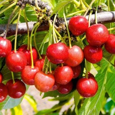 Seedling cherries Bryanochka, pot 9*9*14, summer 2024