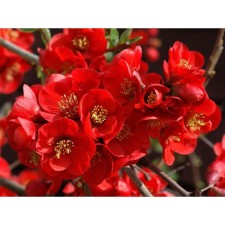 Henomeles seedling/Aiva Middle 