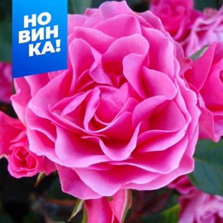 Rosa Floribunda AM GREATFUL