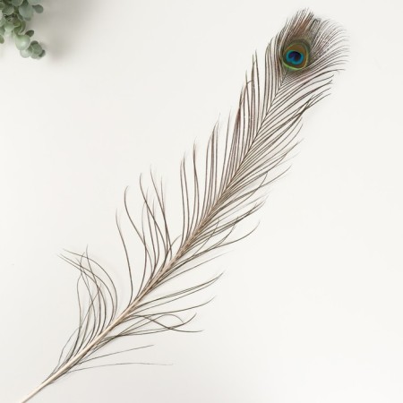 Decorative feather "Peacock" h = 90-100 cm