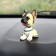 Dog on a car panel shocking his head, mini, shepherd