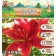 Lilia Asian "Red Highland", 12/14, 3 pcs, spring 2024