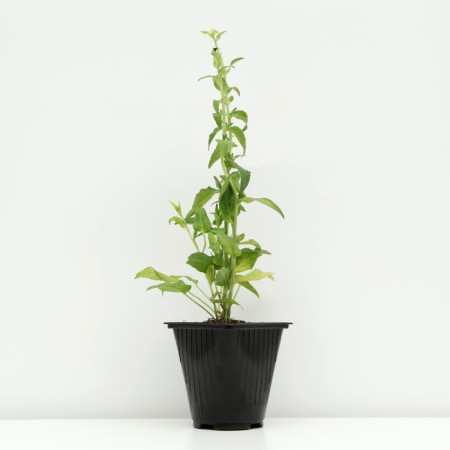 Boof bell (blue), pot C3, 1 pc, spring 2024-1