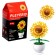 Designer "Flowers in a pot", 6 species, mix