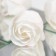 Soap roses, white, set of 9 pcs.