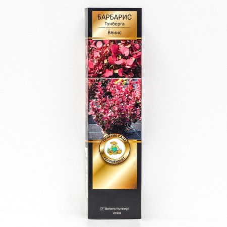 Barberry Tunberg Lux "Venis", 1 pc, tube, spring 2024