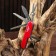 Swiss knife "Master K" 13V1, red
