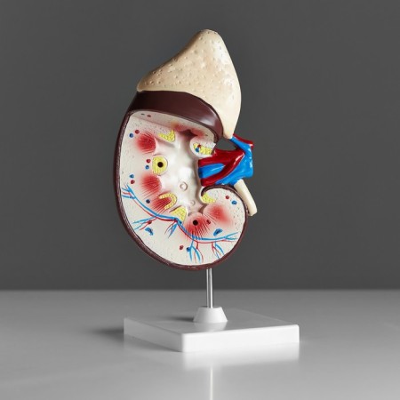 Model "Model of a Human" 14*30cm-4