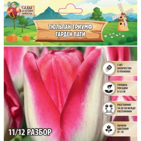 Tulip Triumph Garden Pati, rr 11/12, 5 pcs, autumn 2024