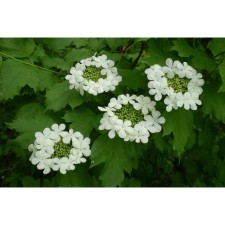 Garbage seedlings ordinary 