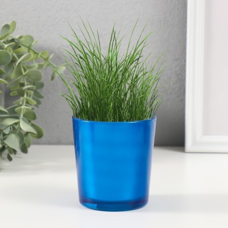 Set for growing plants "grow grass" blue-2