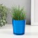 Set for growing plants "grow grass" blue