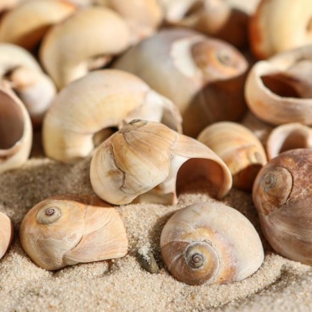 A set of shells, 2.5 - 4.5 cm, 100 g-2