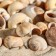 A set of shells, 2.5 - 4.5 cm, 100 g