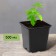 A pot for seedlings, 500 ml, d = 9 cm, h = 9.5 cm, black