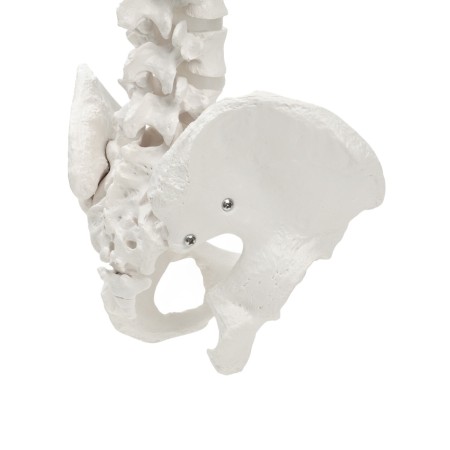 Lumbar spine "Luminer, hip joint" 40*26cm-7