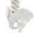 Lumbar spine "Luminer, hip joint" 40*26cm