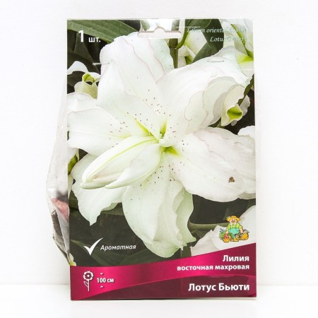 Lilies Eastern terry Lotus Beauty, 14/16 rr, 1 pc. 100 h (cm), autumn 2024