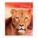 Notebook of 48 sheets in the Calligrata "Wild Cats" line, cover covered paper, block No. 2, mix