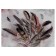 Picture-Kholst on the subframe "feathers" 50x70 cm