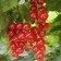 Currants red beloved, C2 pot, H20-40 Height, 1 pc, summer 2024
