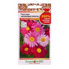 Pyrethrum flowers 