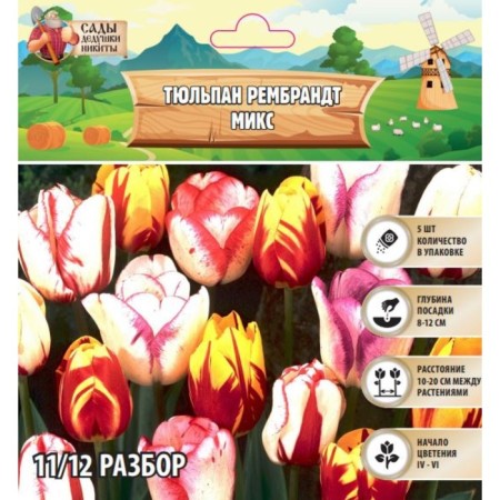Tulip Rembrandt Mix, river 11/12, 5 pcs, autumn 2024