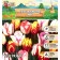 Tulip Rembrandt Mix, river 11/12, 5 pcs, autumn 2024